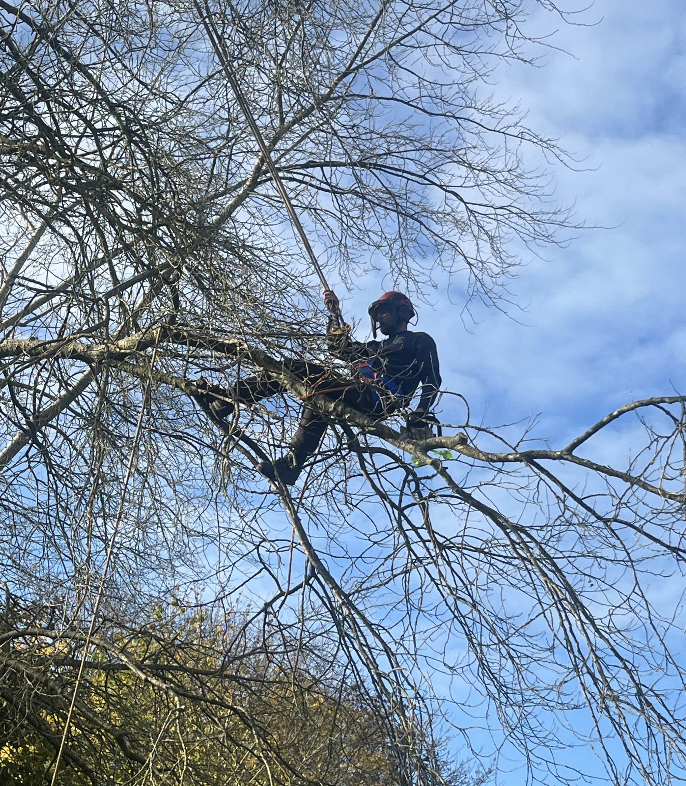 tree surgeson pruning copy